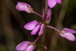 Scalloped milkwort